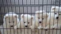 如何训练萨摩耶狗狗在笼子里大小便？