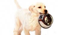 狗狗食欲减退 增加狗狗食欲的三点方法