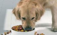 宠物狗狗一般一天喂食几次都什么时候喂
