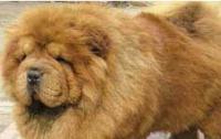 松狮狗狗掉毛的原因和治疗方法