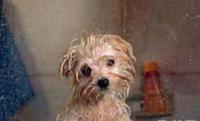 狗狗用沐浴露洗澡好吗，用什么沐浴露好呢？