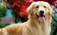 金毛犬最常见的一种病就是“犬髋关节发育不良”