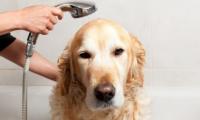 金毛犬洗澡的正确方法和注意事项