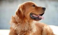 金毛犬的常见病汇总：犬瘟、湿疹、脱毛、细小病毒病（翻肠子）、感冒、咳嗽