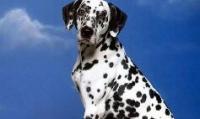 大麦町犬的性格特点，斑点狗的形态特征