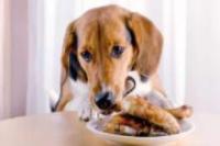 喂狗狗吃饭需要注意哪些事项？