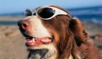 《夏天防晒知多少》不想让爱犬被晒伤吗？这5个方法可以大幅减低被晒伤的机率！不仅简单而且实用！