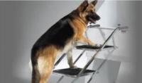 别再让狗狗爬楼梯啦，虽然让主人轻鬆不少，却是超级危险的！你知道吗？