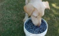 抗氧、抗炎、抗衰老！蓝莓对狗狗的8大好处！还不赶快这样喂！