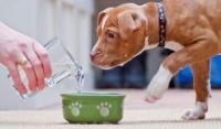狗狗水喝得够不够？看“尿液颜色”就知道！不爱喝水再也不是问题
