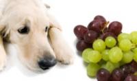 小小的葡萄和葡萄乾竟然对狗狗有致命杀伤力!如果狗狗真的中毒了，你可以这样做...