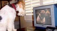你家狗狗爱看电视吗？其实它看的不是电视而是...