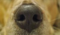 我家狗狗的鼻子是乾的，难道生病了吗？”狗狗鼻子乾燥的5个原因...超重要！