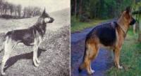 知道你的狗狗“一百年前”长什麽样子吗？看看各品种狗狗一世纪的变化！