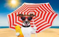 《夏天防晒知多少》狗狗晒伤怎么办？这4个简单实用的天然疗法还你狗狗健康皮肤！