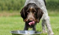 你有让狗狗喝足够的水吗？毛主人必看：正确的狗狗饮水观念一次告诉你！