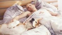 到底可不可以和狗狗一起睡觉？和狗狗一起睡会影响健康及床伴关係吗？5个优点4项缺点一次告诉你！