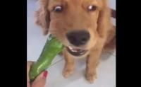 狗狗能吃辣椒么？会怎么样？