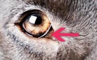 眼睛是灵魂的窗口～6个透过狗狗眼睛就可以知道的健康状况