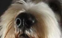 狗狗鼻子湿润还是干燥好？哪种情况证明其健康呢？
