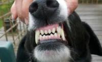 关于狗狗的牙齿健康问题！狗狗的牙齿，你知道多少？？