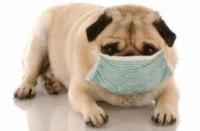 狗狗感冒的6个症状表现，千万不要小看了，会酿成悲剧的
