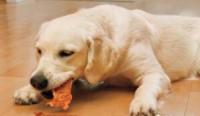 训练狗狗用什么零食？首推能磨牙洁齿消异味，所有狗狗都喜欢的零食--肉干类！