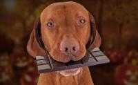 宠物狗吃了巧克力处理方法？