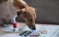 养狗家中常备药， 预防狗狗生病家里需要准备什么药？