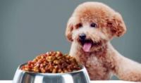 狗粮到底吃多少合适？狗狗一天要吃多少狗粮？