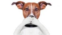 怎样去除狗狗的口臭？五大方法消除狗狗口臭