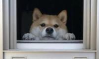 为什么狗狗总是望着窗外？它们内心其实想着这6件事
