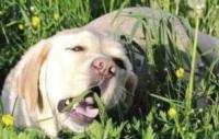 狗狗为什么爱吃草？其实这是它们的一种“本能