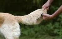 狗尾巴的11个信号，不同姿态所表达的意思也不一样