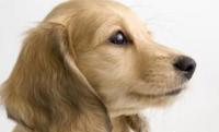 狗狗耳朵里为什么会有臭味？