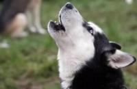 狗狗为什么会“学狼叫”，5个原因告诉你！