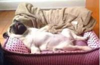 揭秘！狗狗这5种睡姿，说明你是它的全世界，太暖心了老铁