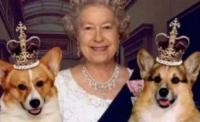 柯基犬，凭什么深受英国女王的宠爱，它好在哪里？
