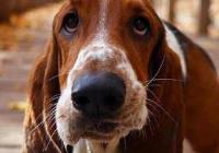耳朵很大的狗狗具体有哪些品种？