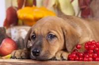 有助狗狗健康的9种食物，很多人家里都有，而且还不贵
