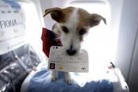 这7类狗狗都是航空黑名单，注定不能坐飞机，有你家狗吗？