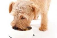 狗狗能吃的食物类型有哪些？