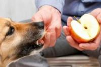 看着不起眼的8种食物，却能给狗狗“治病”，你知道吗？