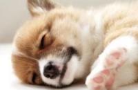从睡姿看性格，柯基犬常见的8种睡姿，你家狗狗是哪种？