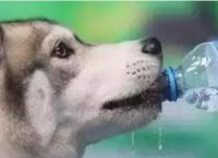 狗狗一天喝多少水是标准量