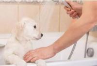 狗狗冬天洗澡？多久一次才合适，还需要注意什么？