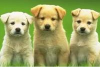 狗狗是怎么繁殖的?常见的4种繁殖方式