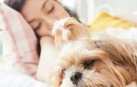 为什么狗狗总喜欢跟主人睡？背后这6个原因，简直不要太暖心