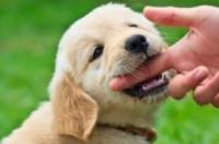 学会狗狗的“身体语言”，出门就不怕被咬了！