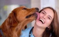 狗狗频繁舔你就是喜欢你？别“自作多情”了，还有这几个意思
